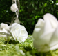 Rose Flower String Light